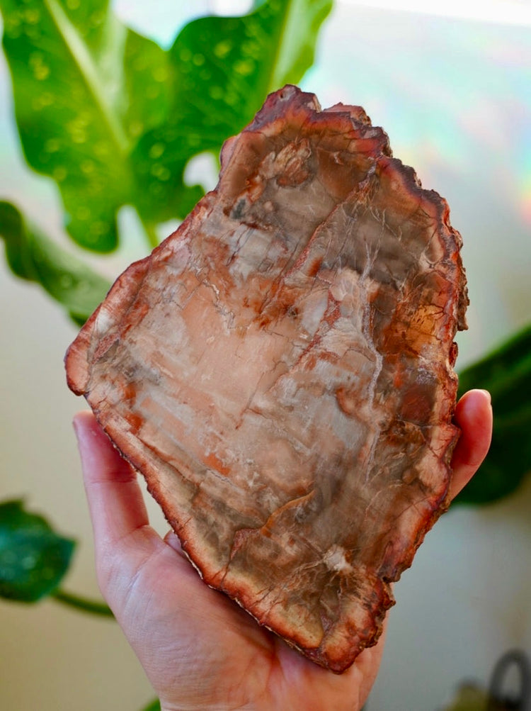 Organic Minerals & Fossil’s