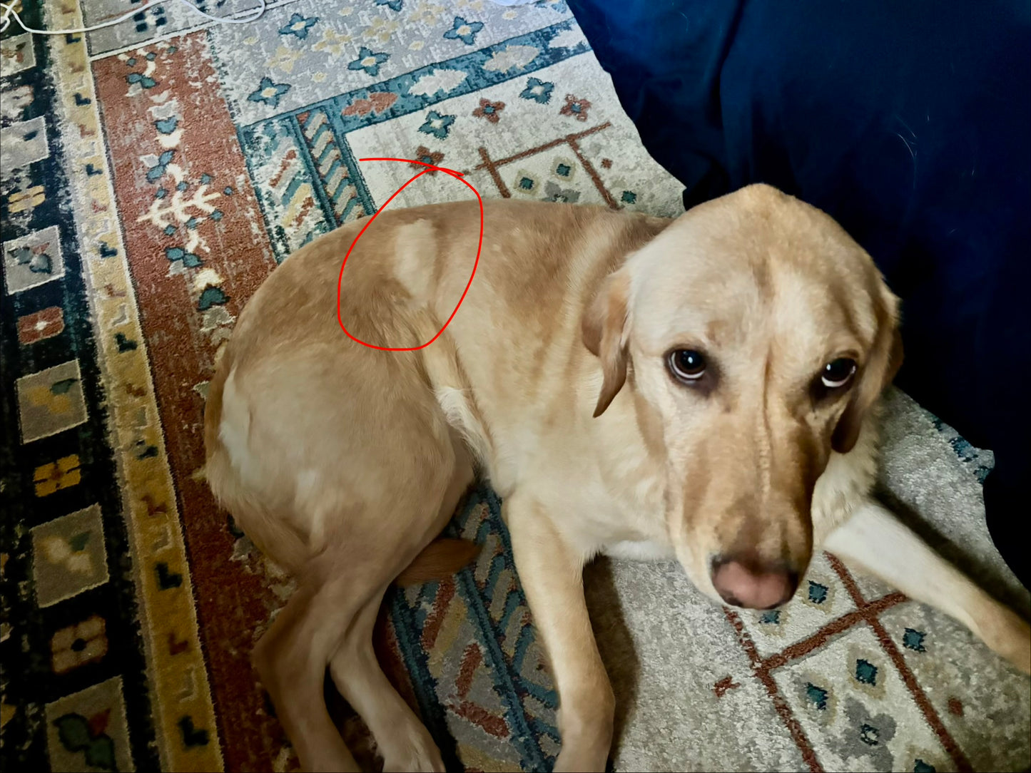 Donation For Korra’s Surgery