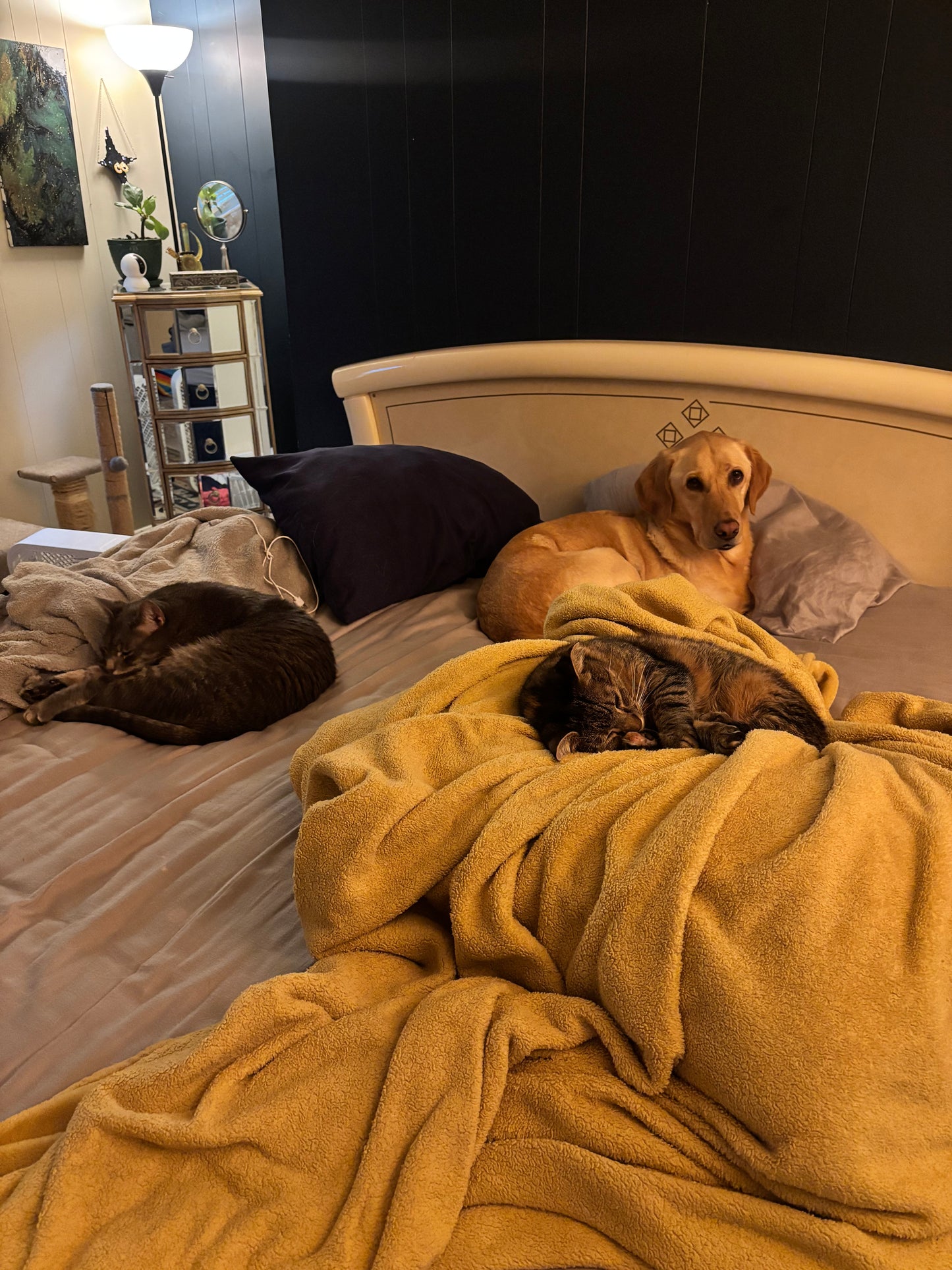 Donation For Korra’s Surgery