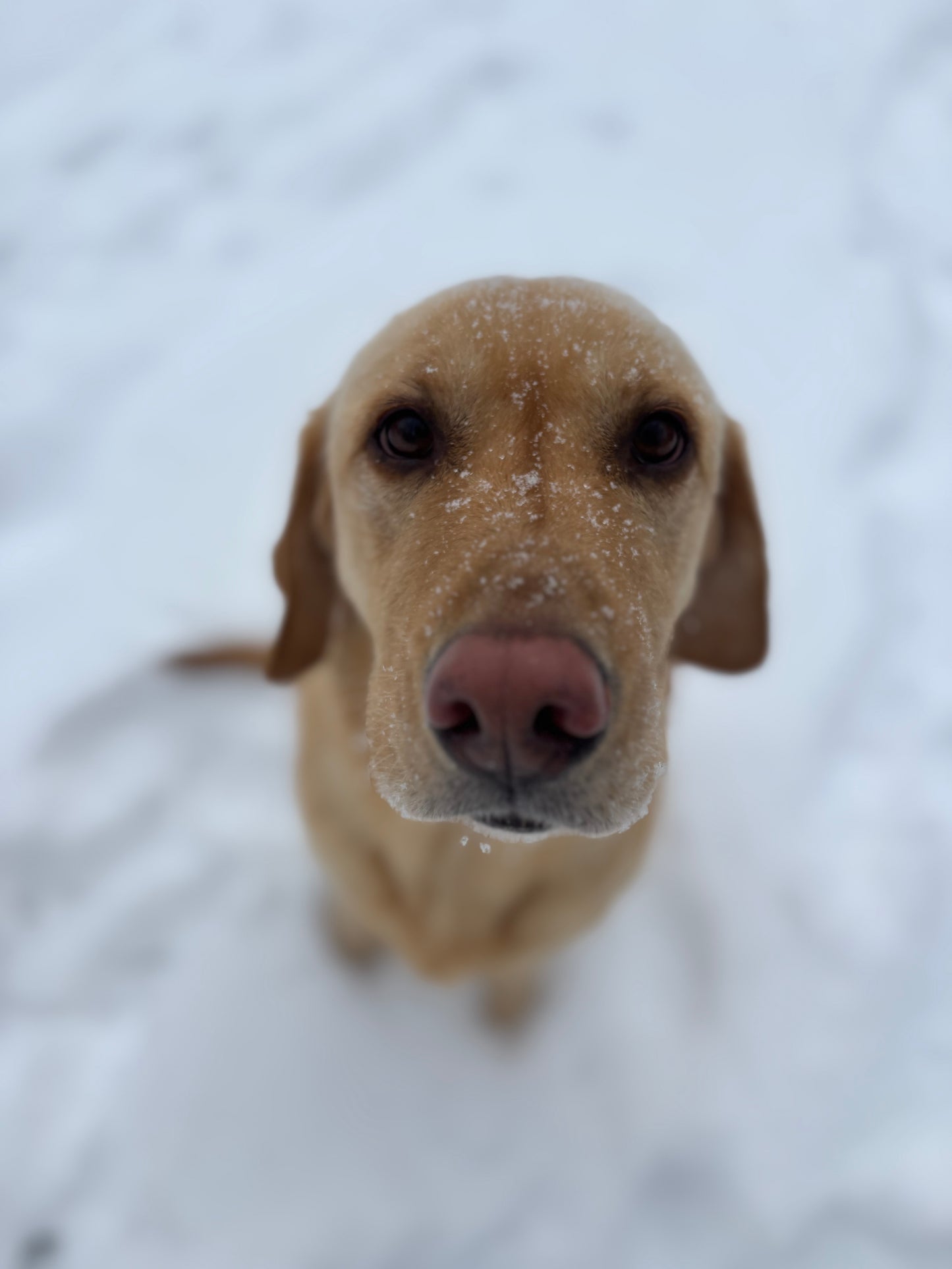 Donation For Korra’s Surgery