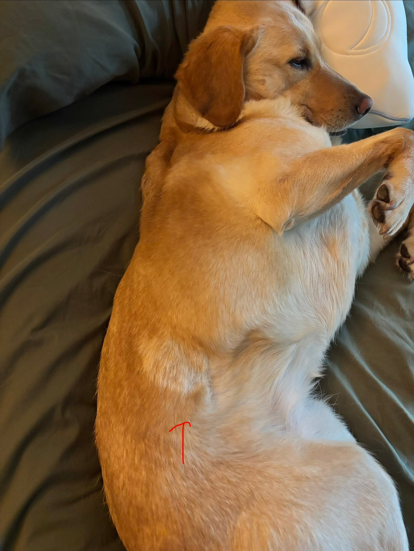 Donation For Korra’s Surgery